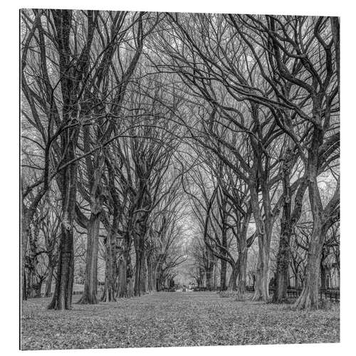 Gallery Print Allee im Park