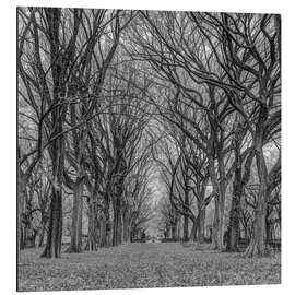 Magnettafel Allee im Park