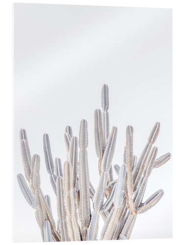 Acrylic print White Cacti