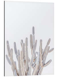 Aluminium print White Cacti