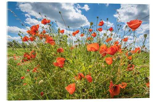 Stampa su vetro acrilico Summer poppies