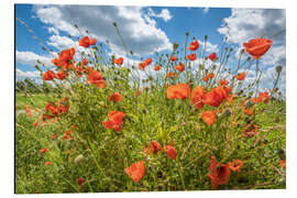 Alubild Sommerliche Mohnblumen