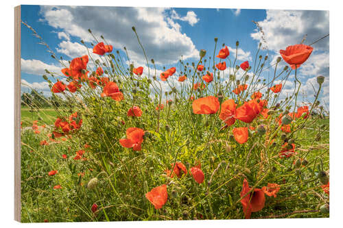 Wood print Summer poppies