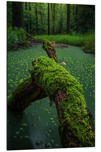 Alumiinitaulu Witchcraft in the forest