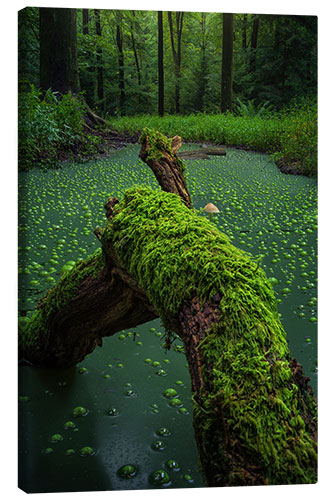 Leinwandbild Hexerei im Wald