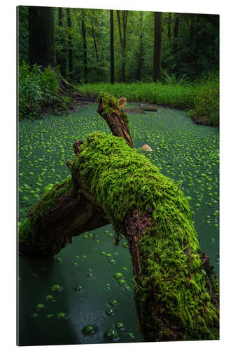 Gallery print Witchcraft in the forest