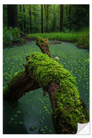 Wandsticker Hexerei im Wald