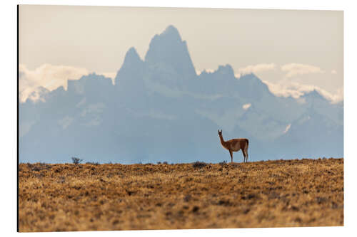 Aluminium print Alpaca in front of the Fitz Roy in Patagonia