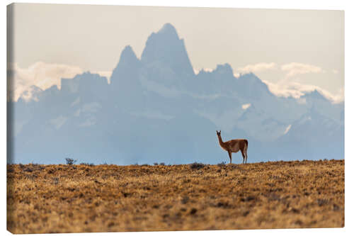 Quadro em tela Alpaca in front of the Fitz Roy in Patagonia