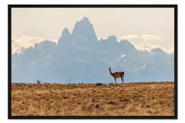 Gerahmter Kunstdruck Alpaka vor dem Fitz Roy in Patagonien