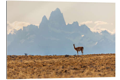 Cuadro de plexi-alu Alpaca frente al Fitz Roy en la Patagonia