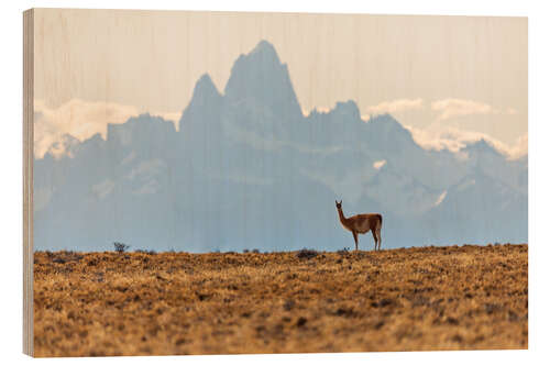 Trebilde Alpaca in front of the Fitz Roy in Patagonia