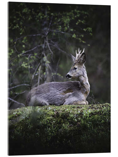 Akrylbilde Resting deer