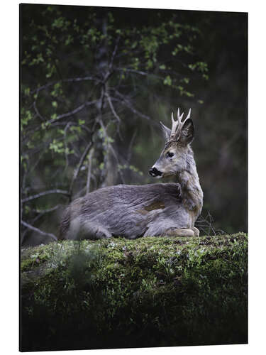 Aluminium print Resting deer