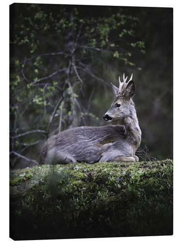 Canvastavla Resting deer