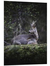 Foam board print Resting deer