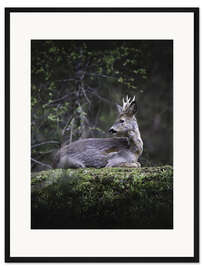 Gerahmter Kunstdruck Rastendes Reh