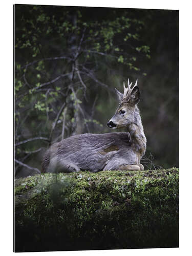 Quadro em plexi-alumínio Resting deer