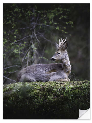 Naklejka na ścianę Resting deer