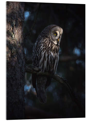 Akrylbilde The great grey owl