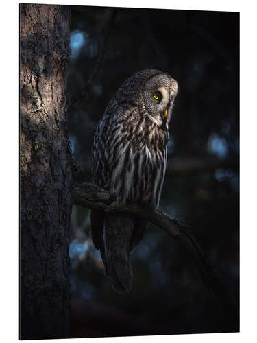 Aluminium print The great grey owl