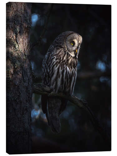 Canvas print The great grey owl