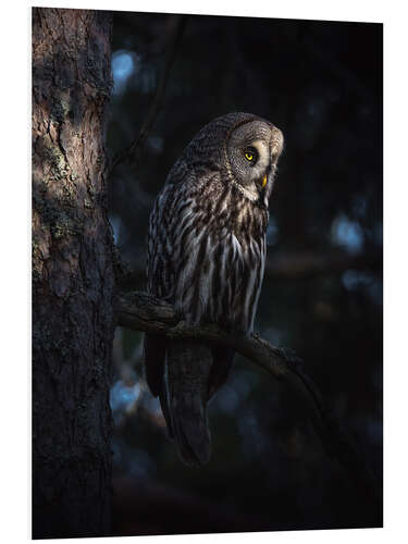 Quadro em PVC The great grey owl