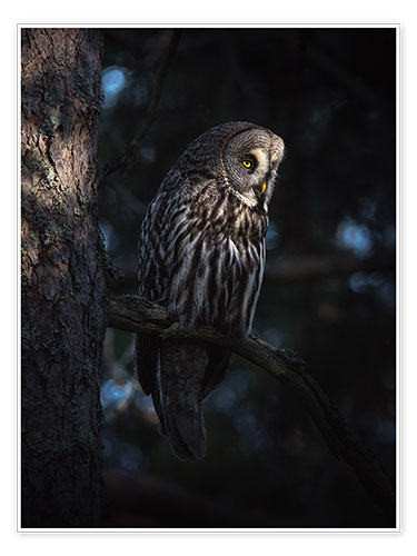 Poster The great grey owl