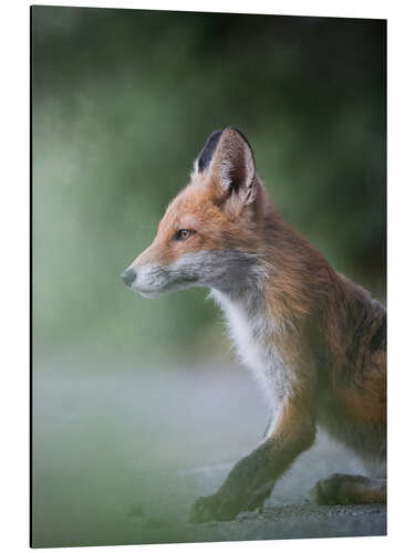 Aluminiumtavla Fox in profile