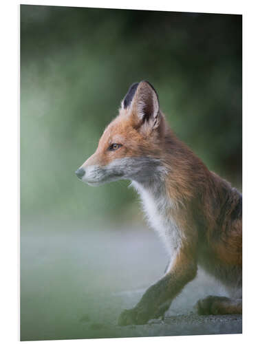 Tableau en PVC Fox in profile