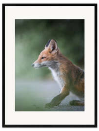 Kehystetty taidepainatus Fox in profile