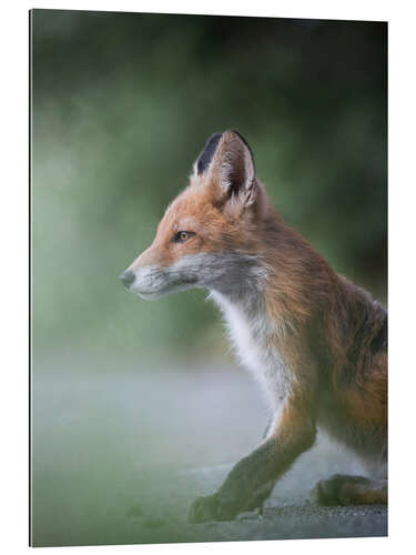 Gallery Print Fuchs im Profil