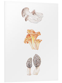 Foam board print Mushrooms