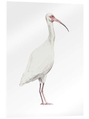 Acrylic print Ibis