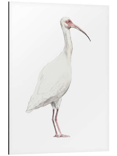 Tableau en aluminium Ibis