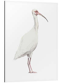 Tableau en aluminium Ibis