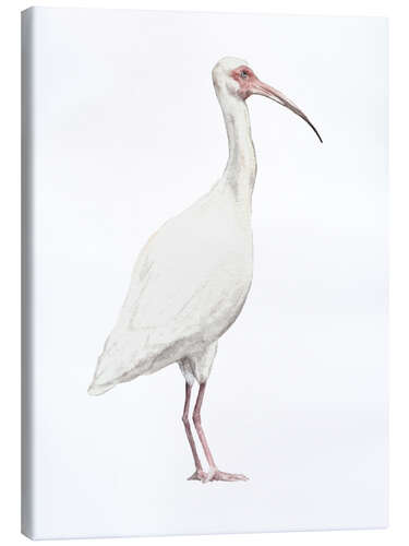 Tableau sur toile Ibis