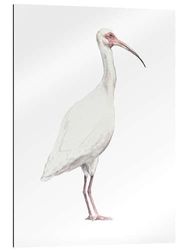 Gallery print Ibis