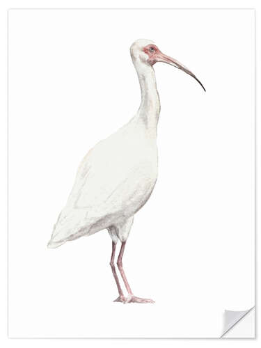 Sisustustarra Ibis