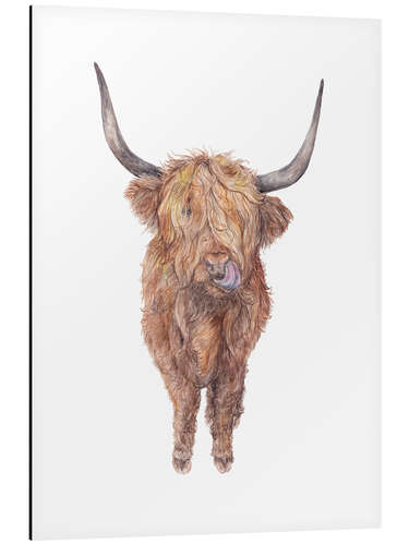 Aluminium print Highland Cow