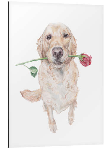 Alubild Golden Retriever mit Rose