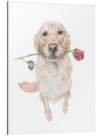 Stampa su alluminio Golden Retriever with Rose