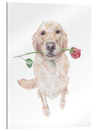 Tableau en plexi-alu Golden Retriever with Rose