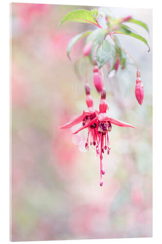 Tableau en verre acrylique Beautiful Fuchsia