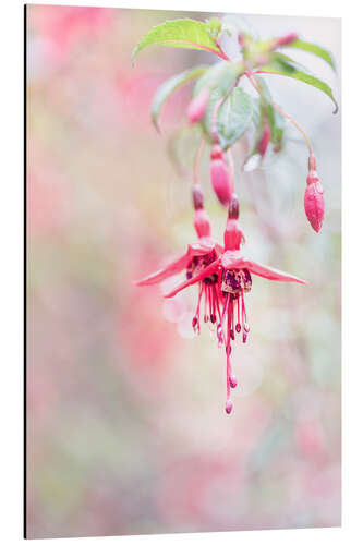 Aluminiumsbilde Beautiful Fuchsia