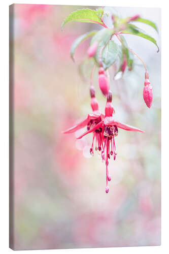 Tableau sur toile Beautiful Fuchsia