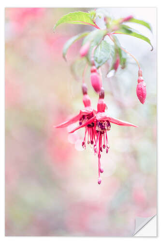 Wall sticker Beautiful Fuchsia