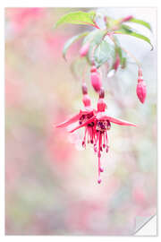 Vinilo para la pared Beautiful Fuchsia