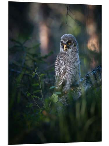 Alumiinitaulu Gray junior owl