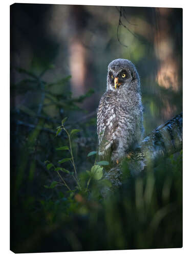 Canvas print Gray junior owl